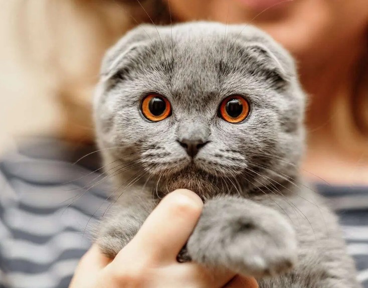 Purrfectly Posh: Exploring the Diverse World of Cat Breeds